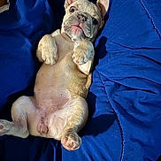 Roxy joined the competition — help win amazing prizes! bed, belly, blanket, blue_blanket, cozy, cute, dog, domestic_animal, ears, french_bulldog, fur, indoor, looking_up, lying_on_back, paws, pet, puppy, sleepy, snout, whiskers
