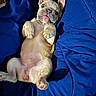 bed, belly, blanket, blue_blanket, cozy, cute, dog, domestic_animal, ears, french_bulldog, fur, indoor, looking_up, lying_on_back, paws, pet, puppy, sleepy, snout, whiskers