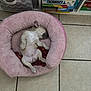puppy, dog, sleeping, pink_bed, plush_bed, belly_up, floppy_ear, tile_floor, indoor, cozy, pet_bed, cute, pet, shelf, board_games, bookshelf, relaxing, tiny_paws, nap, home