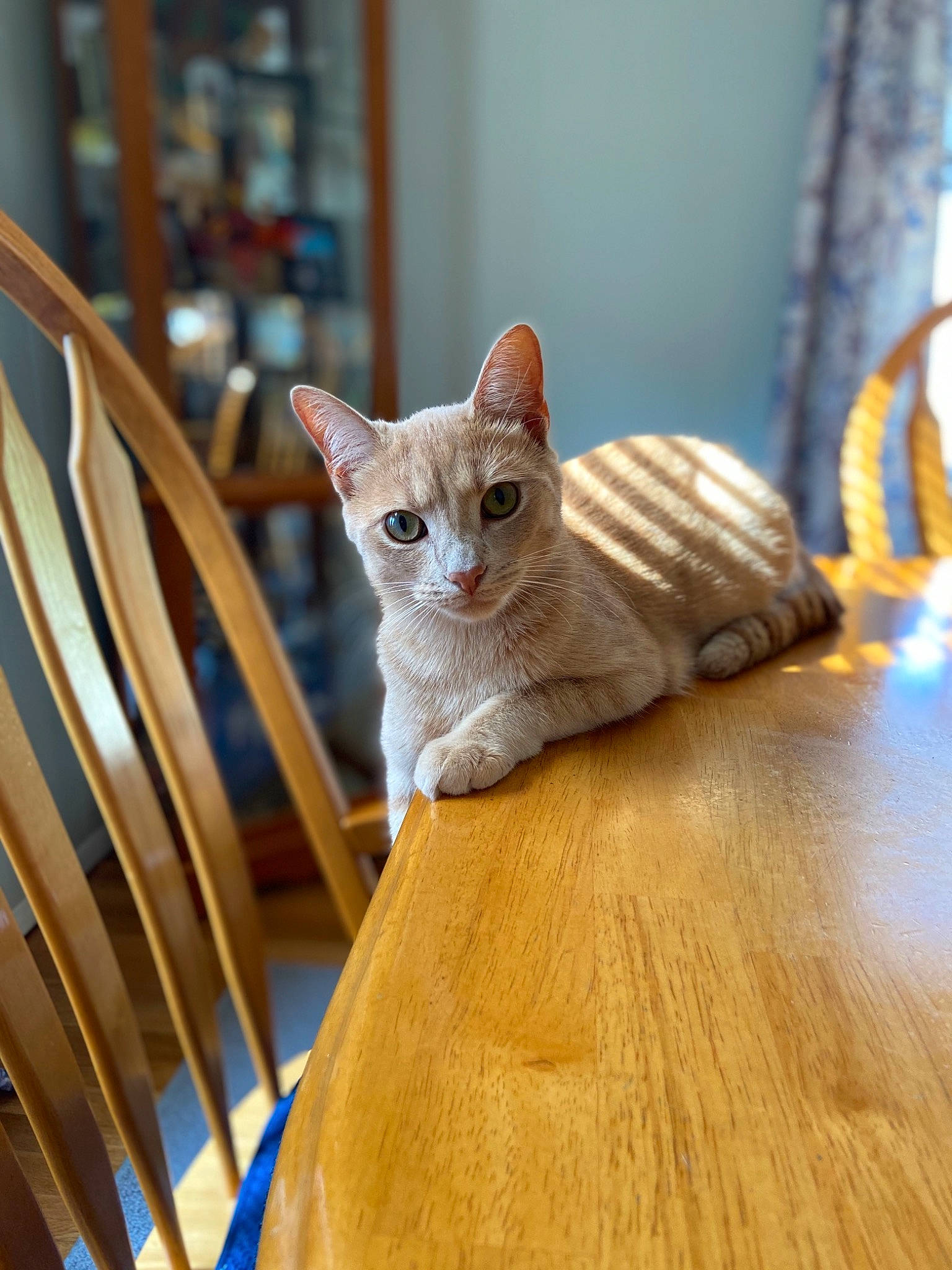 Charlie is registered to the contest to win money with this photo: carnivore, cat, chair, comfort, couch, domestic_short_haired_cat, fawn, felidae, flooring, fur, grey, hardwood, paw, room, small_to_medium_sized_cats, snout, tail, whiskers, windsor_chair, wood