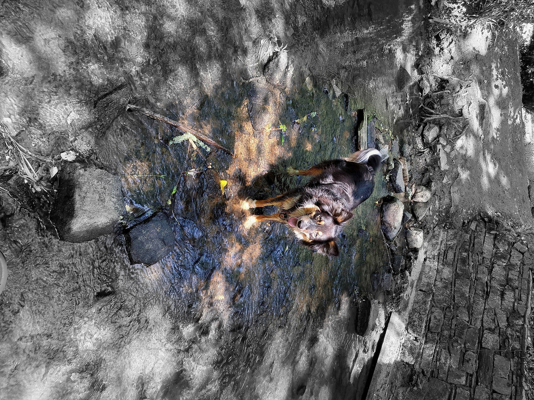 Loumaï participe au concours pour gagner de l'argent avec cette photo : art, asphalt, branch, forest, grass, landscape, plant, pollution, reflection, road_surface, rock, shadow, sky, soil, trunk, twig, visual_arts, water, winter, wood