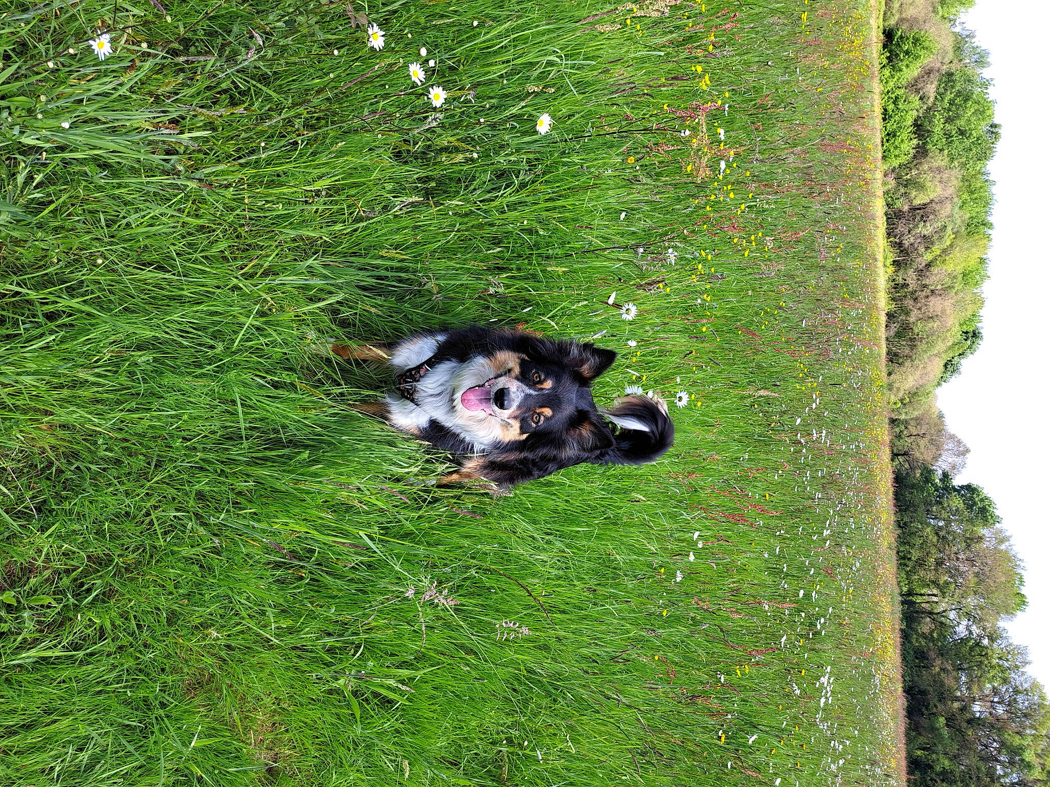 Loumaï a rejoint le concours — aidez-le/la à gagner de superbes lots ! biome, botany, carnivore, dog, dog_breed, grass, grassland, groundcover, lawn, meadow, natural_environment, nature_reserve, pasture, people_in_nature, plant, shrub, sky, terrestrial_plant, tree, vegetation