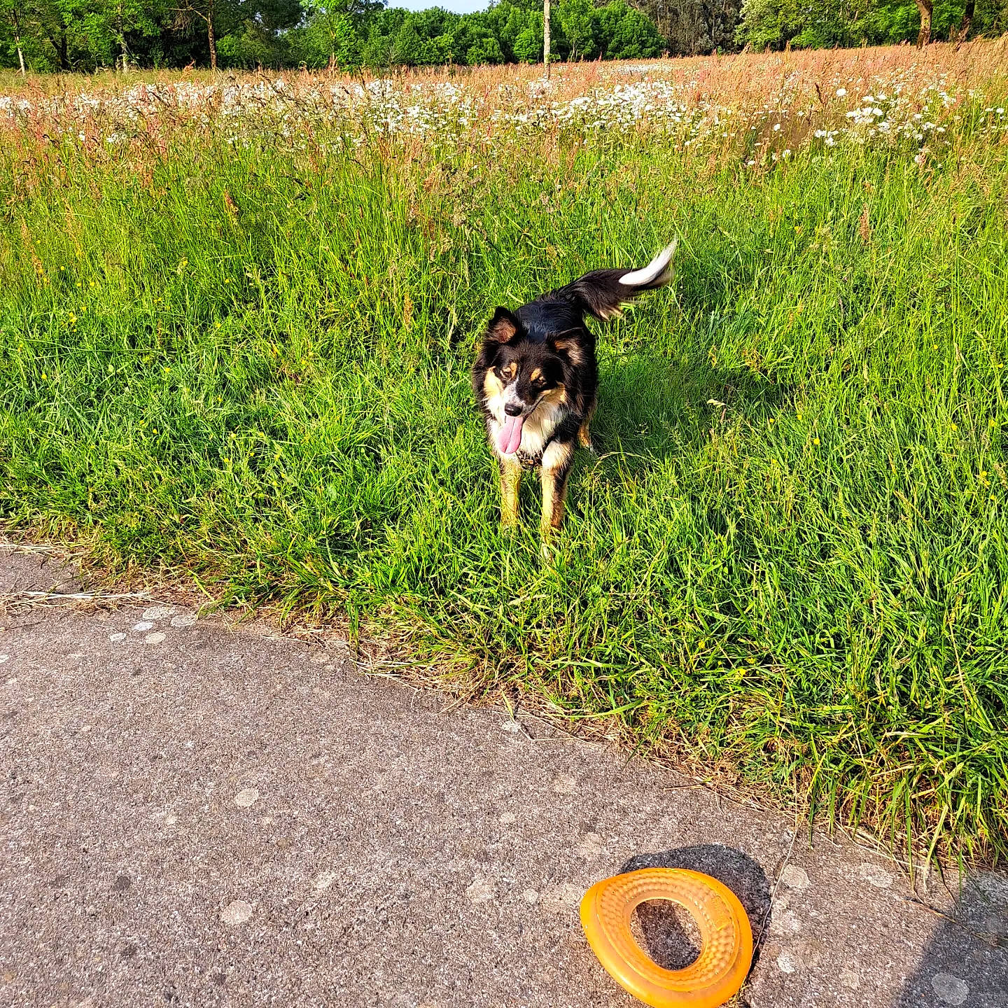 Loumaï a rejoint le concours — aidez-le/la à gagner de superbes lots ! asphalt, carnivore, companion_dog, dog, dog_breed, grass, grassland, groundcover, herding_dog, lawn, pasture, people_in_nature, plant, road_surface, shrub, soil, sporting_group, tail, tree, working_animal