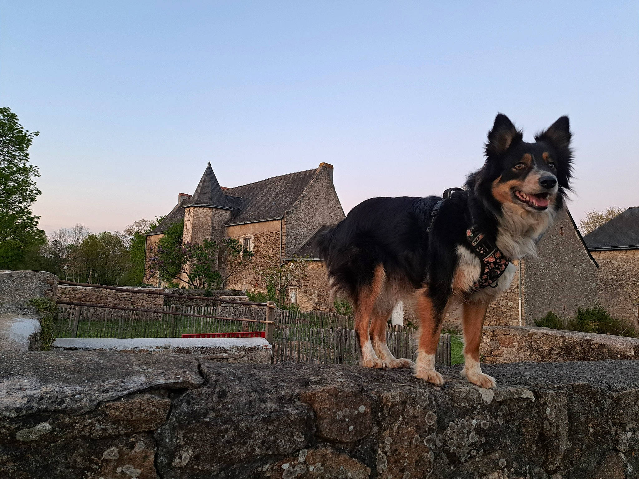 Loumaï a rejoint le concours — aidez-le/la à gagner de superbes lots ! adventure, bohemian_shepherd, building, canidae, carnivore, companion_dog, dog, dog_breed, herding_dog, house, king_shepherd, old_german_shepherd_dog, plant, sky, sporting_group, tail, tourism, tree, working_animal, working_dog
