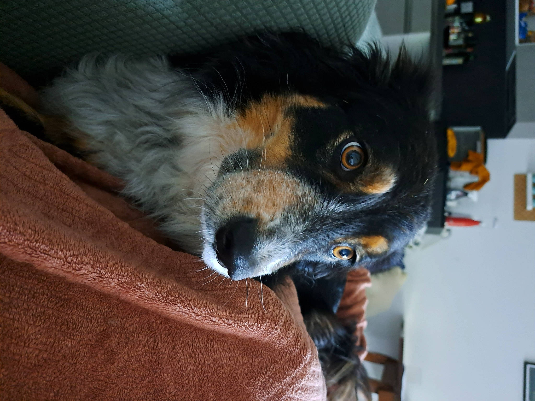 Loumaï a rejoint le concours — aidez-le/la à gagner de superbes lots ! canidae, carnivore, claw, comfort, companion_dog, couch, dog, dog_breed, ear, felidae, fur, paw, small_terrier, snout, sporting_group, toy_dog, whiskers, working_animal