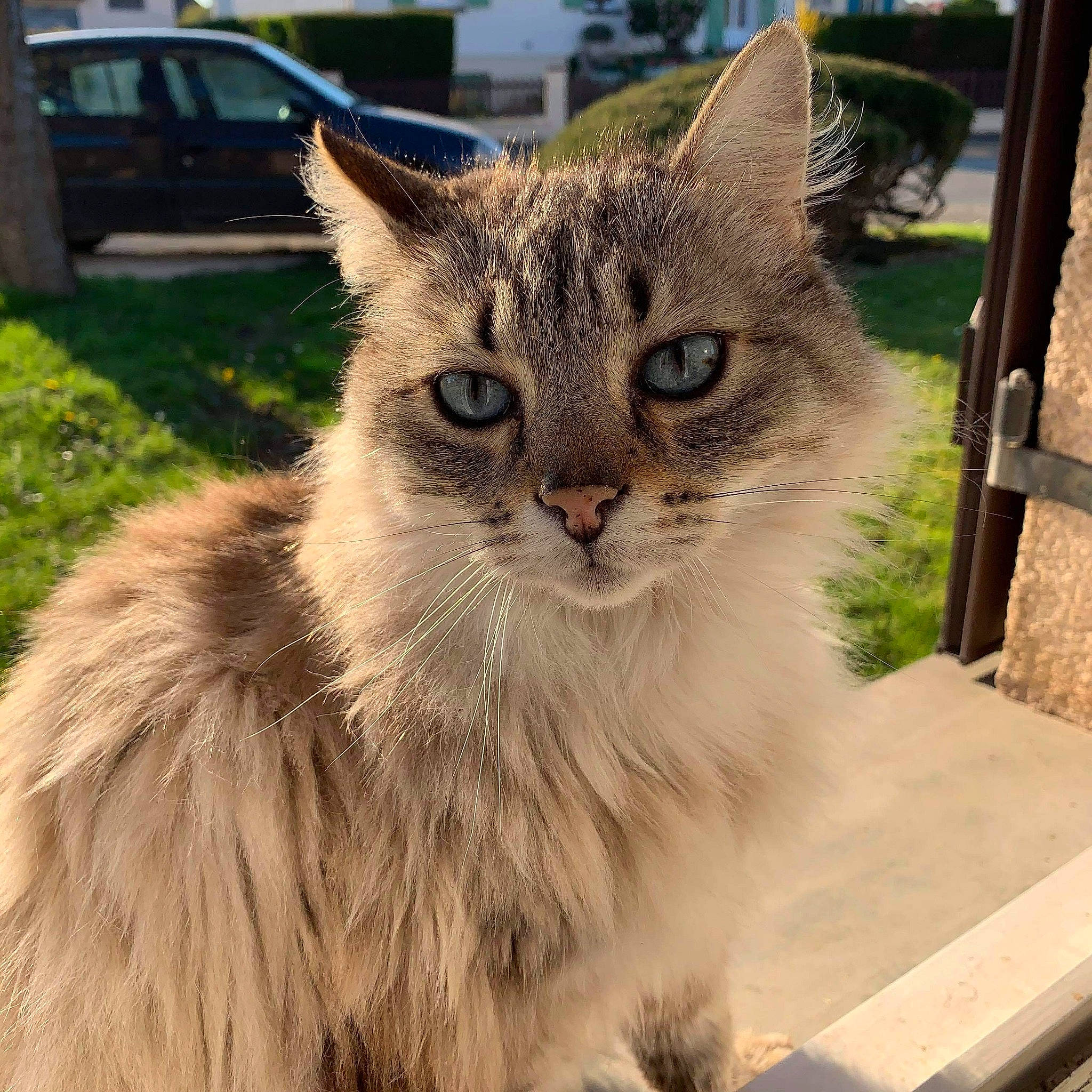 Enjoy participe au concours pour gagner de l'argent avec cette photo : british_longhair, car, carnivore, cat, domestic_short_haired_cat, felidae, fur, grass, paw, plant, small_to_medium_sized_cats, snout, tail, terrestrial_animal, tire, tree, vehicle, wheel, whiskers, window
