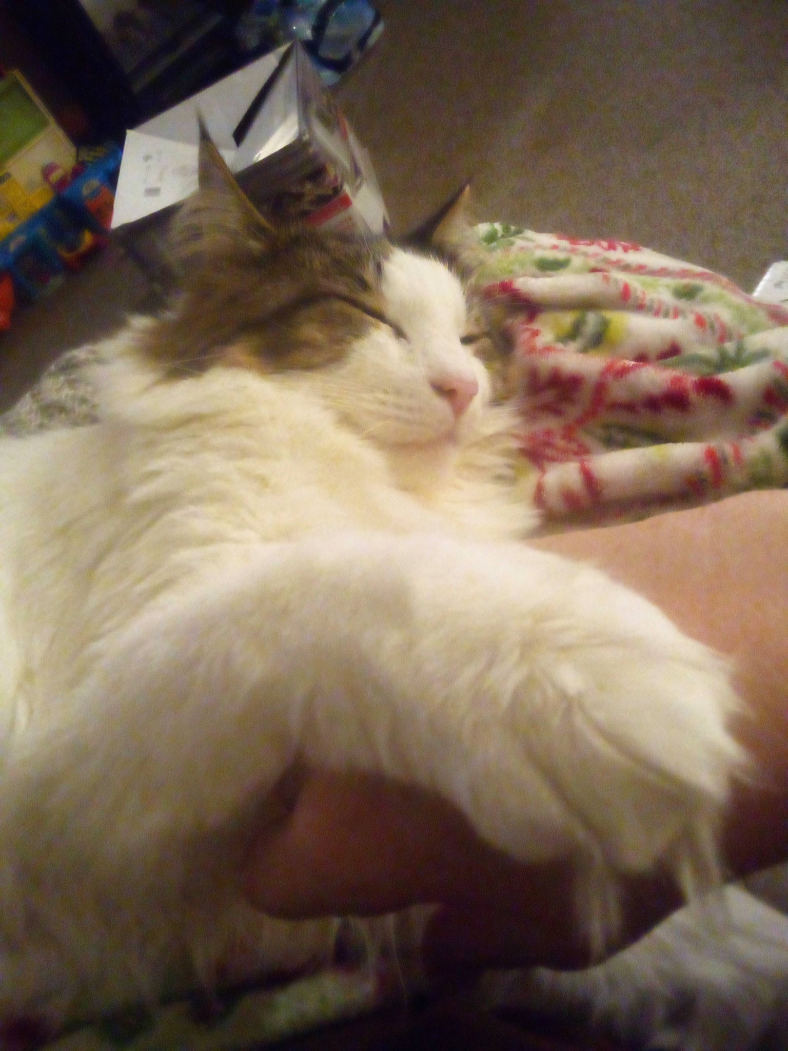 Lucy joined the competition — help win amazing prizes! carnivore, cat, claw, comfort, domestic_short_haired_cat, felidae, fur, linens, nap, paw, small_to_medium_sized_cats, tail, whiskers