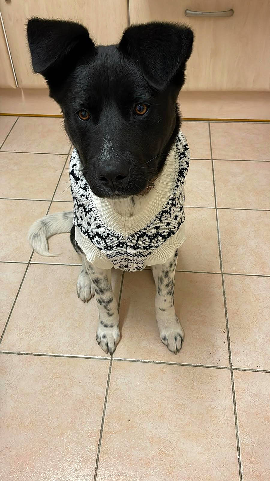 Olso a rejoint le concours — aidez-le/la à gagner de superbes lots ! canidae, carnivore, chihuahua, collar, companion_dog, dog, dog_breed, dog_clothes, dog_collar, dog_supply, fashion_accessory, fawn, floor, flooring, grey, leash, pet_supply, tail, whiskers, working_animal