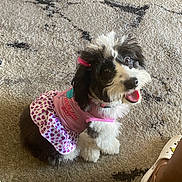 Sky joined the competition — help win amazing prizes! anklet, black_and_white, carpet, cute, dog, domestic, fluffy, footwear, happy, heart_pattern, human_leg, indoor, looking_up, pet, pet_clothing, pink_dress, playful, puppy, sitting, tongue_out