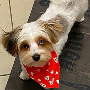 Patron joined the competition — help win amazing prizes! adorable, animal, bandana, blue_eye, brown_eye, brown_fur, companion, cute, dog, floor, fluffy, heterochromia, indoor, looking_up, pet, puppy, red_bandana, rug, small_dog, white_fur