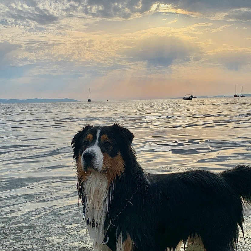 Ténor a rejoint le concours — aidez-le/la à gagner de superbes lots ! animal, beach, canine, cloudy_sky, coast, dog, landscape, nature, ocean, outdoor, pet, reflection, sailboats, shallow_water, sky, summer, sunlight, water, waves, wet_dog