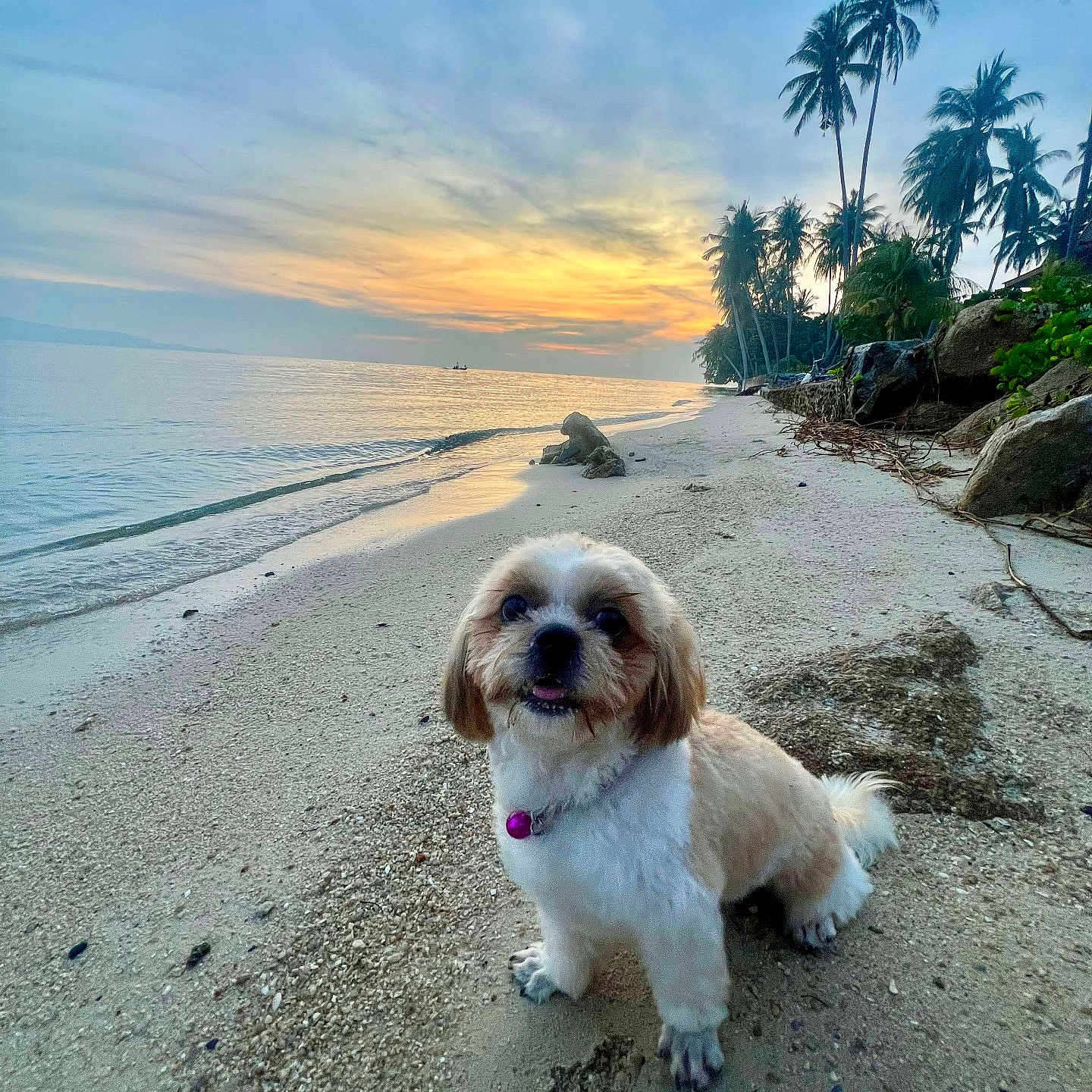 Kao Niaw a rejoint le concours — aidez-le/la à gagner de superbes lots ! animal, beach, clouds, collar, cute, dog, happy, landscape, nature, ocean, outdoor, palm_trees, pet, rocks, sand, sky, sunset, tropical, water, waves
