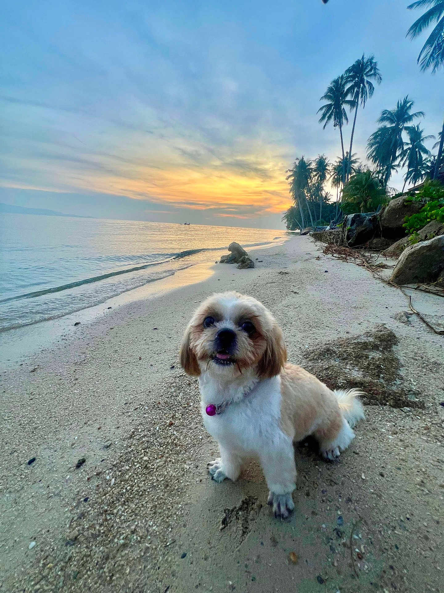 Kao Niaw a rejoint le concours — aidez-le/la à gagner de superbes lots ! dog, beach, sunset, sand, ocean, waves, palm_trees, tropical, pet, collar, nature, outdoor, sky, clouds, water, rocks, happy, cute, animal, landscape