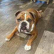 Rocco is registered to the contest to win money with this photo: bulldog, dog, indoor, floor, wooden_floor, brown_dog, white_paws, pet, canine, laying_down, looking_up, chair, furniture, domestic, animal, companion, resting, household, expression, portrait