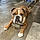Rocco