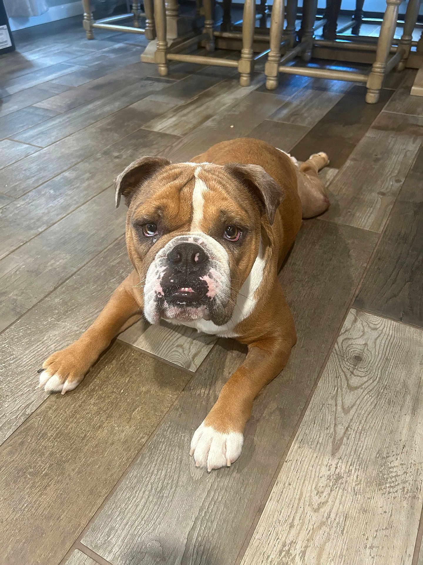 Rocco is registered to the contest to win money with this photo: bulldog, dog, indoor, floor, wooden_floor, brown_dog, white_paws, pet, canine, laying_down, looking_up, chair, furniture, domestic, animal, companion, resting, household, expression, portrait