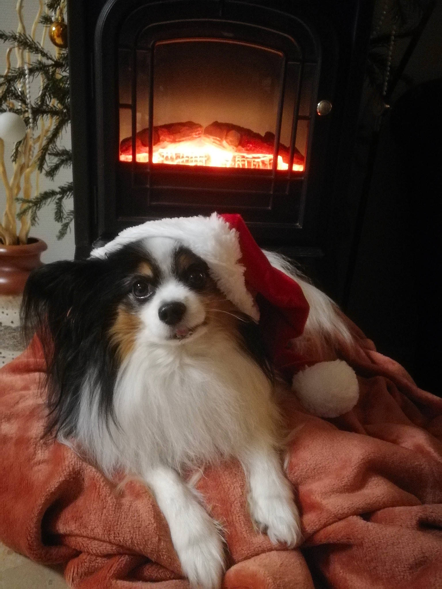 Juju participe au concours pour gagner de l'argent avec cette photo : carnivore, companion_dog, dog, dog_breed, fire, fire_screen, fireplace, flowerpot, fur, gas, gun_dog, houseplant, papillon, plant, spaniel, sporting_group, sports_equipment, toy_dog, wood_burning_stove, working_animal