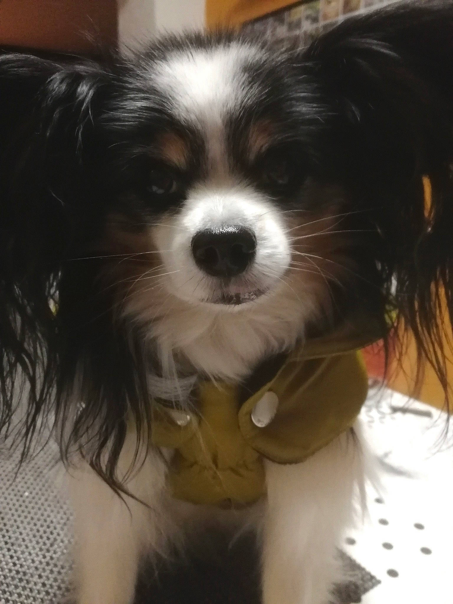 Juju participe au concours pour gagner de l'argent avec cette photo : bored, canidae, carnivore, companion_dog, dog, dog_breed, fur, liver, papillon, snout, spaniel, sporting_group, terrestrial_animal, toy_dog, whiskers, working_animal