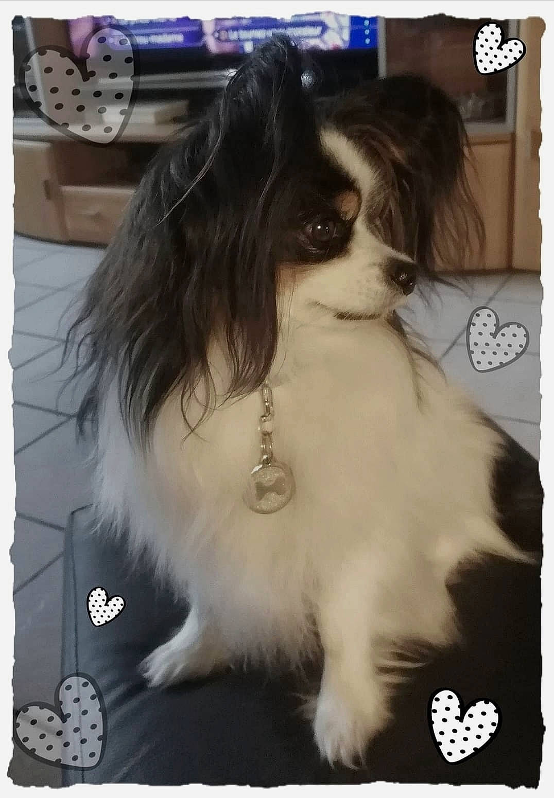 Juju a rejoint le concours — aidez-le/la à gagner de superbes lots ! canidae, carnivore, companion_dog, dog, dog_breed, drawer, flooring, fur, liver, rectangle, snout, sporting_group, toy_dog, working_animal, working_dog