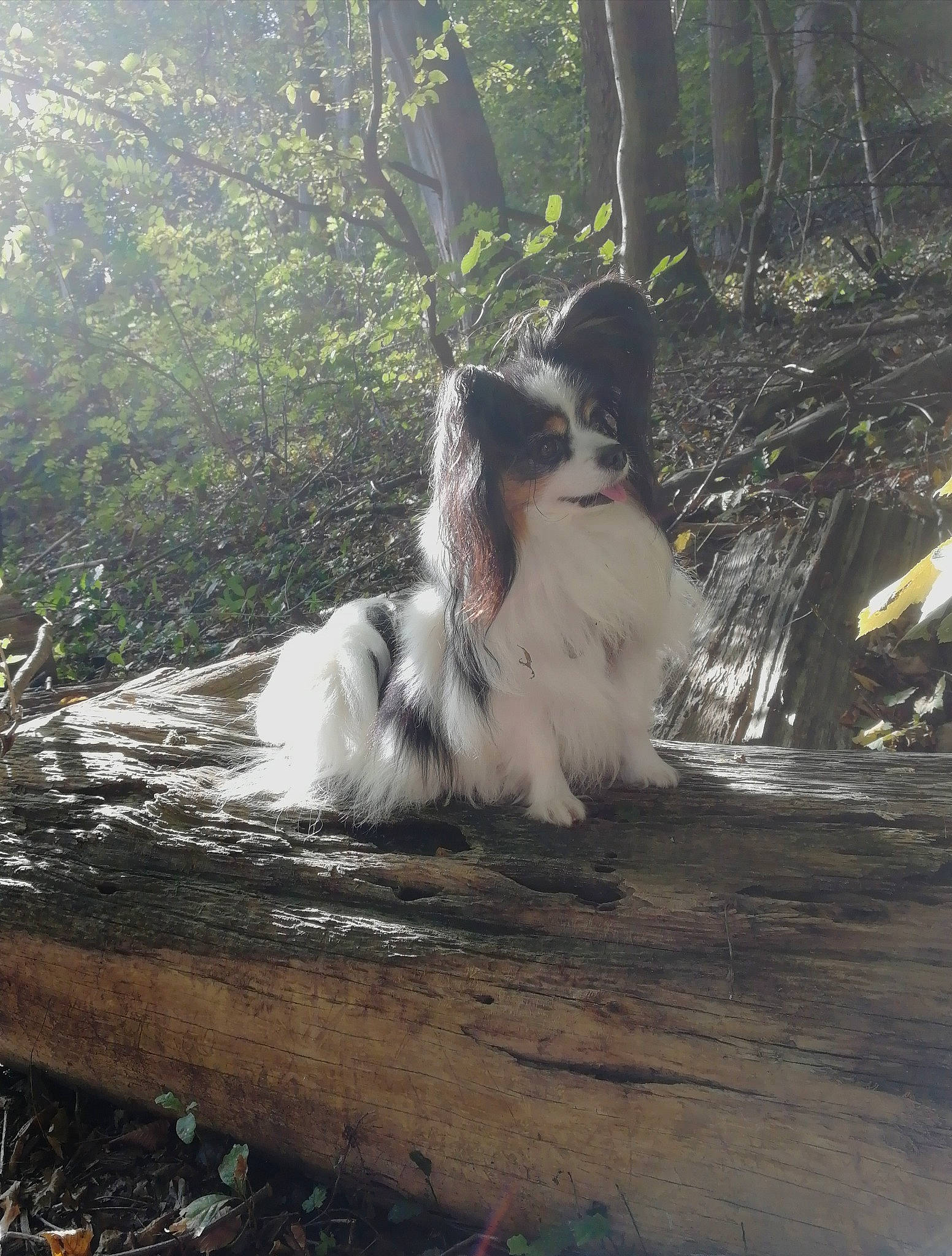 Juju participe au concours pour gagner de l'argent avec cette photo : canidae, carnivore, companion_dog, dog, dog_breed, forest, fur, grass, herding_dog, jungle, landscape, plant, sitting, sporting_group, tail, tree, wood, woodland, working_animal, working_dog