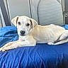 Trump is registered to the contest to win money with this photo: animal, blue_blanket, car_interior, companion, cute, dog, domestic_animal, fur, indoors, light_fur, looking_at_camera, lying_down, mammal, pet, portrait, puppy, resting, seat, seatbelt, young_dog