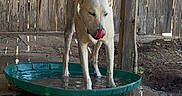 Trump is registered to the contest to win money with this photo: animal, concrete_floor, daytime, dog, domestic_animal, fence, licking, light_colored_dog, outdoor, pet, playful, pool, shallow_pool, standing, sunlight, tongue, water, wet_surface, wooden_fence, yard
