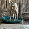 animal, concrete_floor, daytime, dog, domestic_animal, fence, licking, light_colored_dog, outdoor, pet, playful, pool, shallow_pool, standing, sunlight, tongue, water, wet_surface, wooden_fence, yard