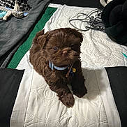 Jax joined the competition — help win amazing prizes! animal, bed, blanket, brown, collar, cozy, cute, dog, domestic, fabric, fur, indoor, lying_down, pet, puppy, quilt, resting, small, soft, tangled_cords