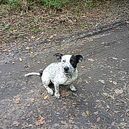C-J is registered to the contest to win money with this photo: dog, speckled, black_patch, sitting, dirt_path, leaves, forest, twigs, outdoor, nature, curious, pet, canine, quiet, calm, daylight, walking_path, animal, ground, trees