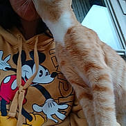 Phillip joined the competition — help win amazing prizes! affection, animal, casual, cat, close_up, clothing, comfort, cute, feline, hoodie, indoor, interaction, love, mickey_mouse, orange_cat, person, pet, portrait, white_cat, window