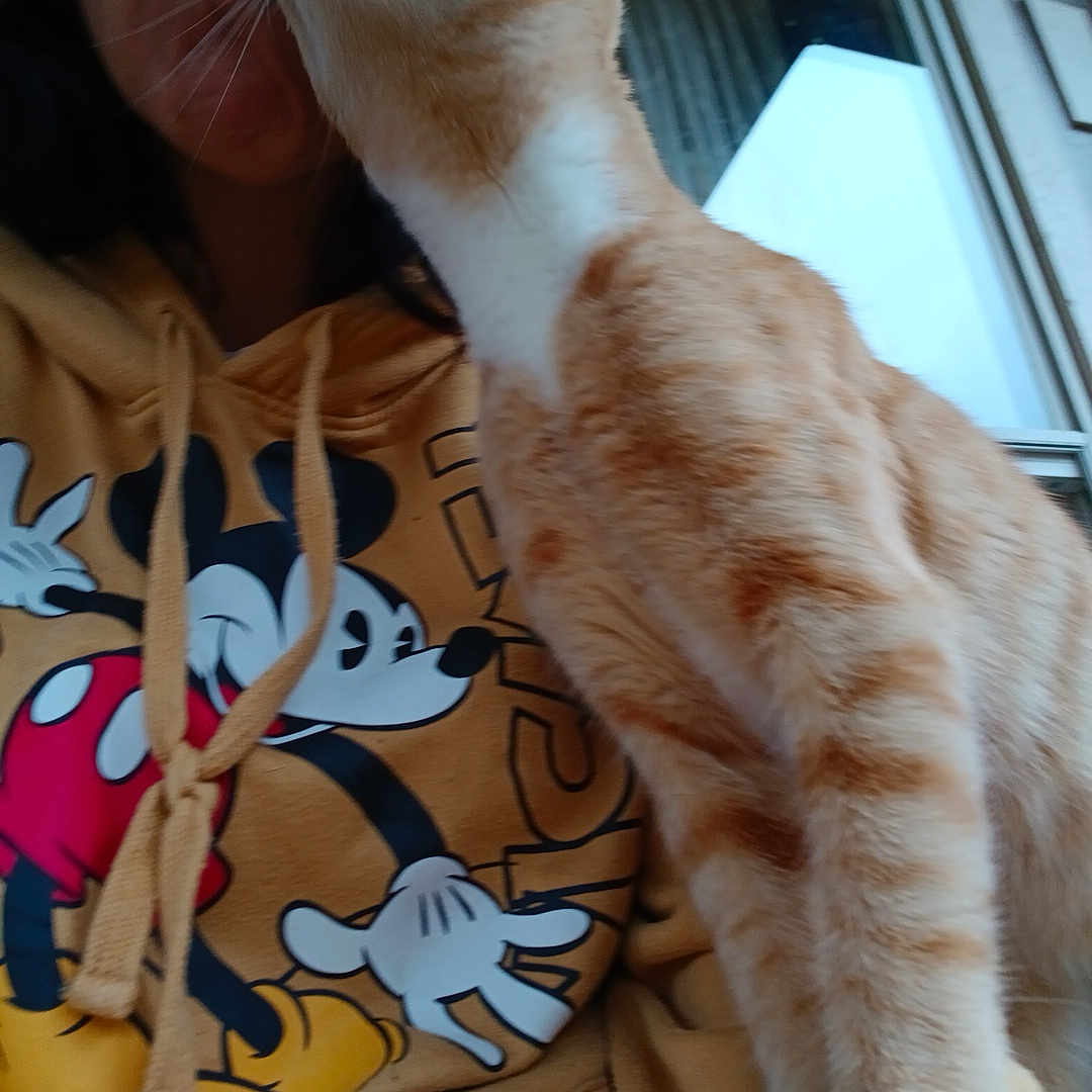 Phillip joined the competition — help win amazing prizes! affection, animal, casual, cat, close_up, clothing, comfort, cute, feline, hoodie, indoor, interaction, love, mickey_mouse, orange_cat, person, pet, portrait, white_cat, window