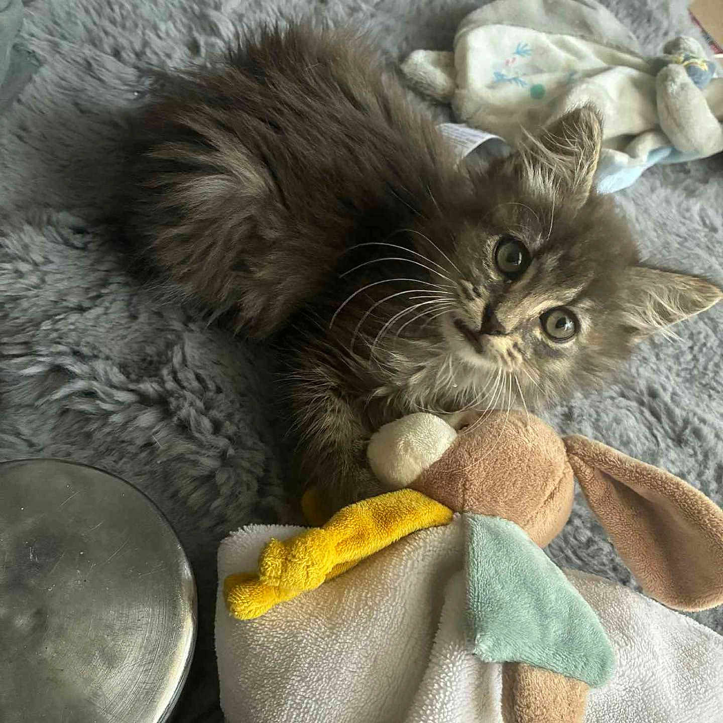 Prince a rejoint le concours — aidez-le/la à gagner de superbes lots ! animal, blanket, bunny, cat, cozy, cute, domestic_cat, fur, furry, gray, indoor, kitten, pet, plush_toy, relaxed, sleepy, soft, toy, whiskers, young_cat