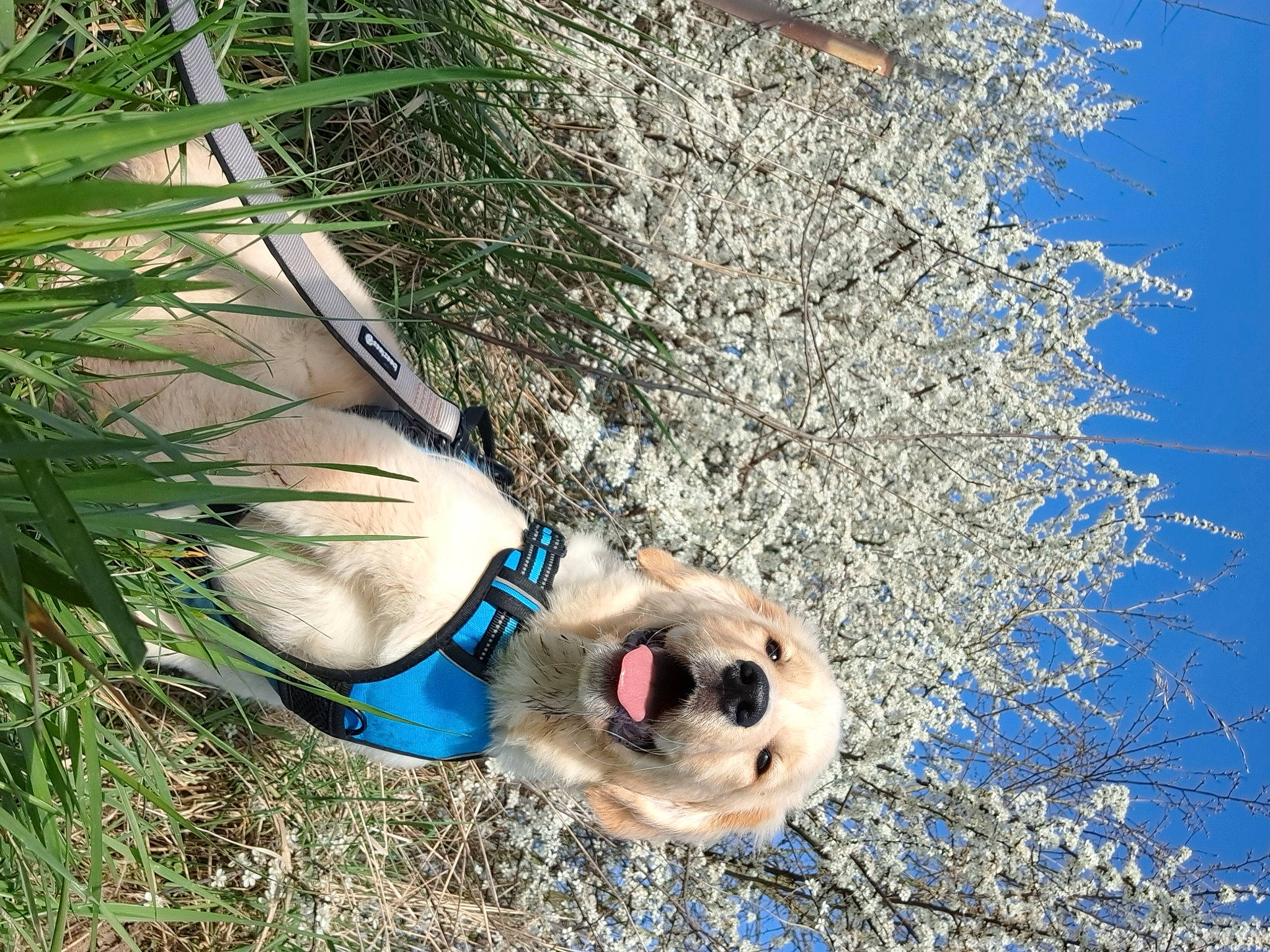 Oslo a rejoint le concours — aidez-le/la à gagner de superbes lots ! branch, carnivore, dog, dog_breed, electric_blue, fawn, foot, freezing, grass, human_leg, leisure, people_in_nature, plant, sky, sunglasses, thigh, tree, twig, winter, wood