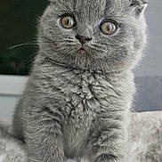 Max is registered to the contest to win money with this photo: kitten, cat, gray_fur, fluffy, pet, animal, cute, indoor, feline, whiskers, close_up, soft_texture, young, curious, ears, eyes, blanket, comfort, fur, portrait