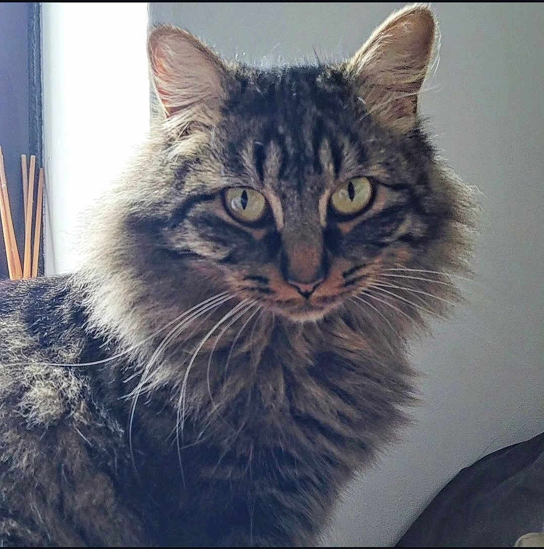 Line a rejoint le concours — aidez-le/la à gagner de superbes lots ! animal, calm, cat, closeup, cute, domestic, eyes, face, feline, fluffy, fur, indoor, looking, mammal, natural_light, pet, portrait, soft, tabby, whiskers