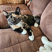 Caile joined the competition — help win amazing prizes! cat, kitten, tortoiseshell, white_paws, couch, brown_couch, indoor, pet, feline, whiskers, curious, relaxed, fur, animal, companion, cozy, household, closeup, cute, paws