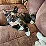 cat, kitten, tortoiseshell, white_paws, couch, brown_couch, indoor, pet, feline, whiskers, curious, relaxed, fur, animal, companion, cozy, household, closeup, cute, paws