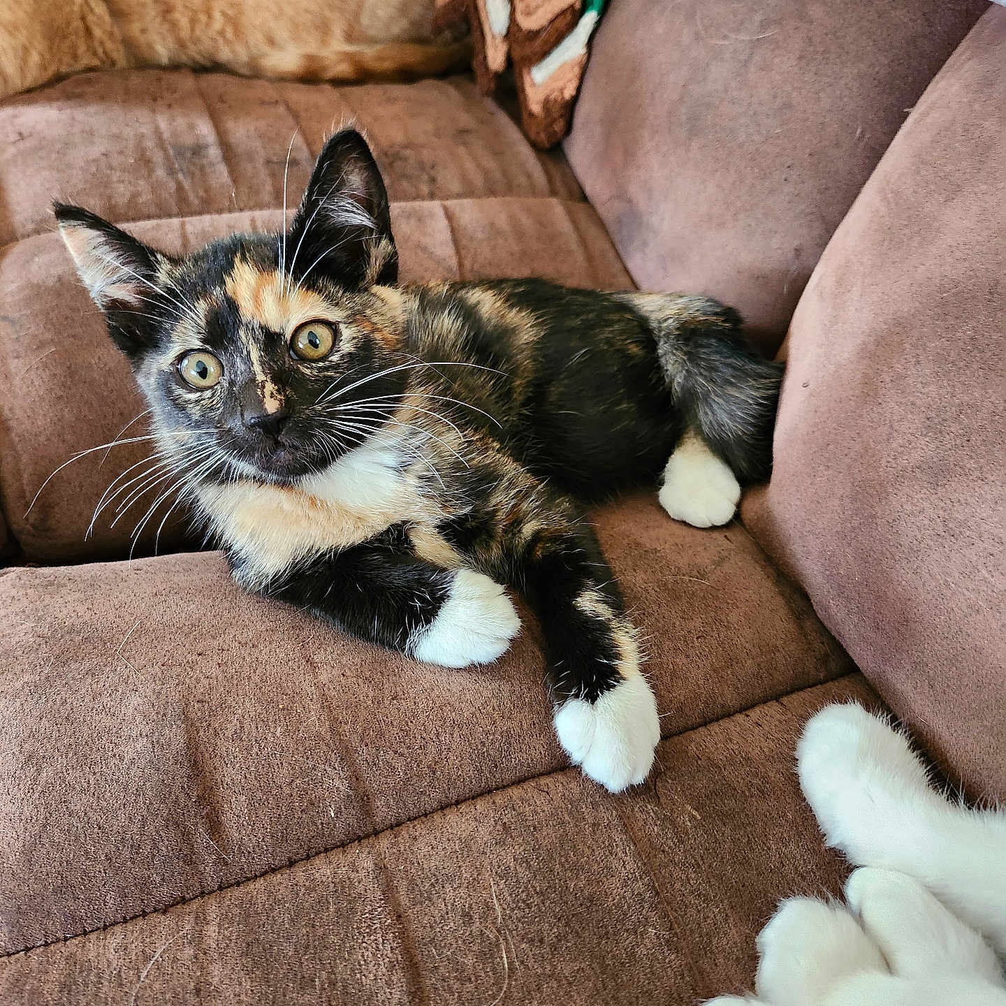 Caile joined the competition — help win amazing prizes! animal, brown_couch, cat, closeup, companion, couch, cozy, curious, cute, feline, fur, household, indoor, kitten, paws, pet, relaxed, tortoiseshell, whiskers, white_paws