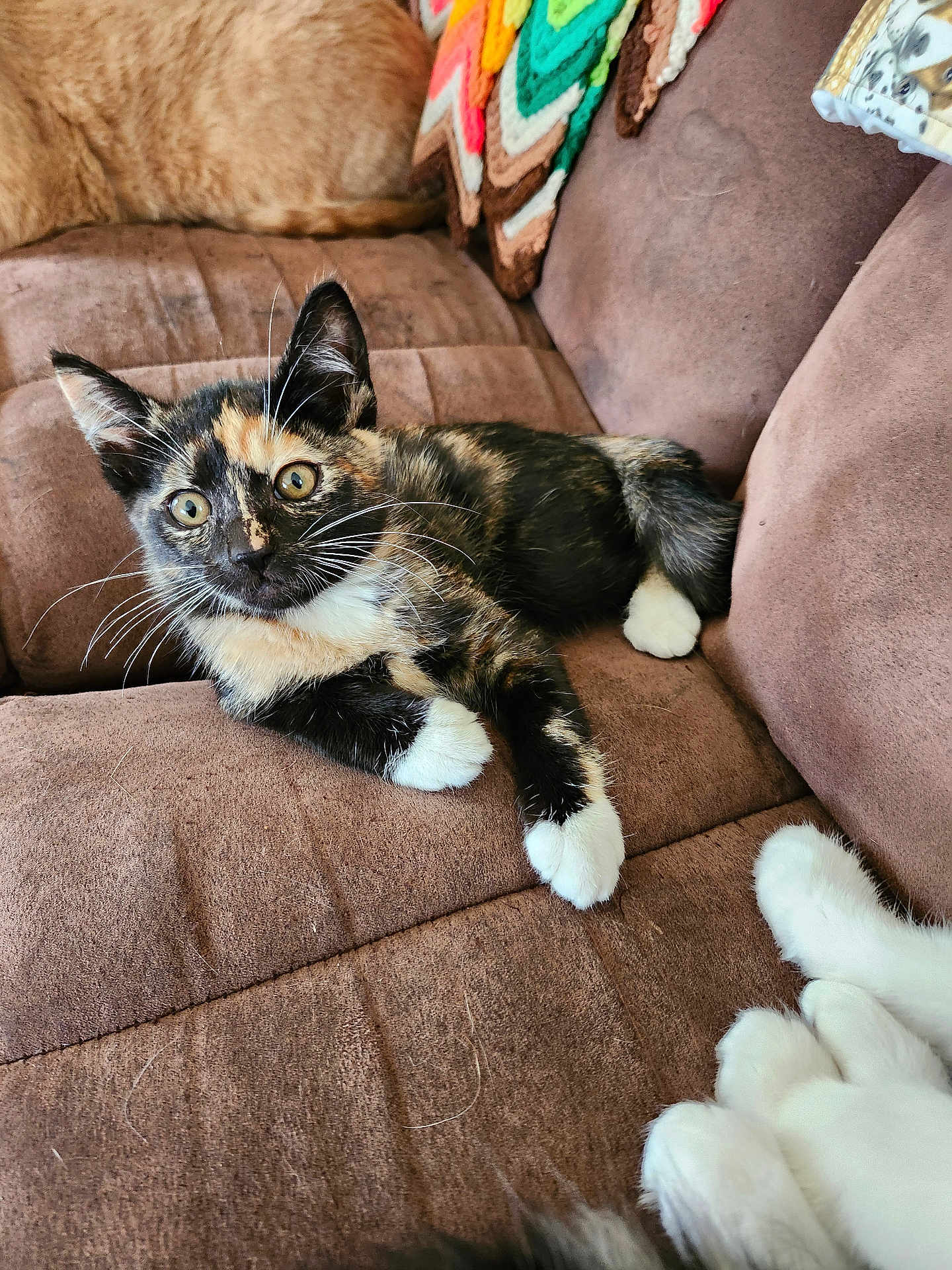 Caile joined the competition — help win amazing prizes! cat, kitten, tortoiseshell, white_paws, couch, brown_couch, indoor, pet, feline, whiskers, curious, relaxed, fur, animal, companion, cozy, household, closeup, cute, paws