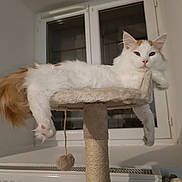 Twix a rejoint le concours — aidez-le/la à gagner de superbes lots ! cat, fluffy, white, orange, pet, indoor, cat_tree, relaxed, window, feline, paw, fur, animal, mammal, cute, pet_furniture, hanging_paw, resting, domestic_cat, cozy