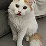 cat, kitten, fluffy, white, orange, pet, indoor, feline, curious, cute, animal, fur, tail, ears, whiskers, sitting, looking, cozy, couch, blanket