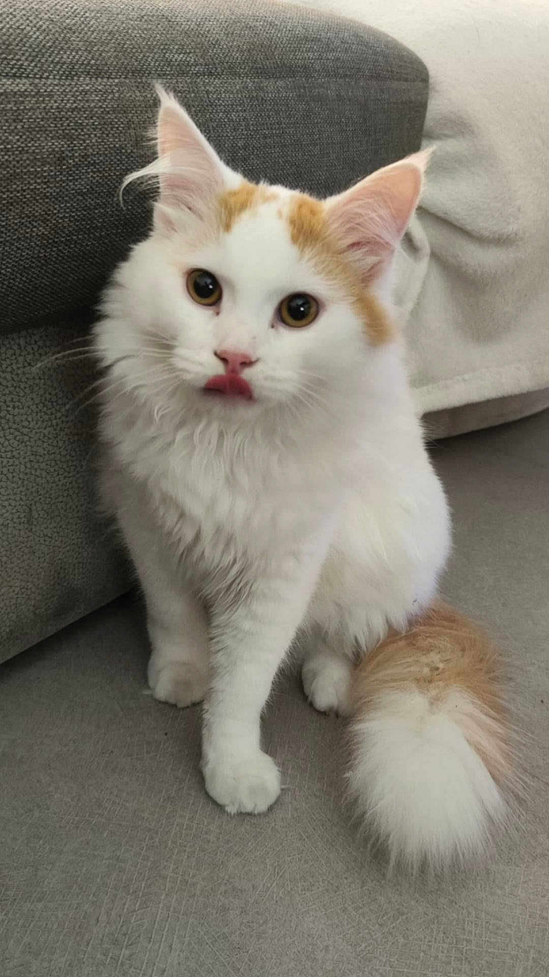 Twix participe au concours pour gagner de l'argent avec cette photo : cat, kitten, fluffy, white, orange, pet, indoor, feline, curious, cute, animal, fur, tail, ears, whiskers, sitting, looking, cozy, couch, blanket