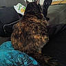 cat, tortoiseshell_cat, animal, pet, indoor, living_room, couch, person, legs, footwear, bag, snack_bag, television, furniture, relaxation, home, casual, sitting, tail, black_shoe