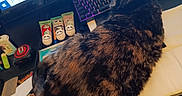 Madeline is registered to the contest to win money with this photo: cat, tortoiseshell_cat, desk, computer_keyboard, monitor, text_on_screen, subscription, payment, mouse, tube, stationery, desk_mat, workspace, technology, indoor, feline, pet, multicolor, closeup, home_office