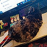 cat, tortoiseshell_cat, desk, computer_keyboard, monitor, text_on_screen, subscription, payment, mouse, tube, stationery, desk_mat, workspace, technology, indoor, feline, pet, multicolor, closeup, home_office