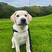 Arlo joined the competition — help win amazing prizes! dog, puppy, labrador, grass, outdoor, leash, harness, greenery, sky, cloudy, nature, animal, pet, cute, sitting, young, mammal, field, canine, portrait