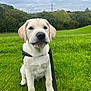dog, puppy, labrador, grass, outdoor, leash, harness, greenery, sky, cloudy, nature, animal, pet, cute, sitting, young, mammal, field, canine, portrait