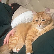 Toby joined the competition — help win amazing prizes! animal, bed, blanket, cat, cozy, domestic_cat, fur, ginger_cat, hand, headboard, human, indoor, orange_cat, paw, pet, pillow, portrait, relaxed, sleeping, whiskers