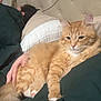 animal, bed, blanket, cat, cozy, domestic_cat, fur, ginger_cat, hand, headboard, human, indoor, orange_cat, paw, pet, pillow, portrait, relaxed, sleeping, whiskers