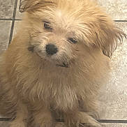 Saddy is registered to the contest to win money with this photo: puppy, dog, pet, fluffy, fur, cute, indoor, tile_floor, small_dog, portrait, animal, young, mammal, looking_up, ears, whiskers, adorable, companion, domestic_animal, curious